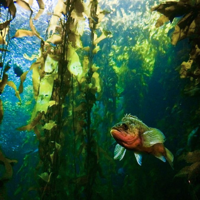 http://greenfishblueoceans.com/wp-content/uploads/2017/06/kelp-forest-lr-676x676.jpg
