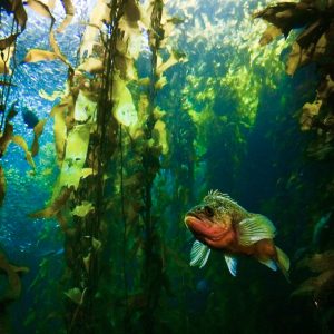kelp forest monterey bay aquarium