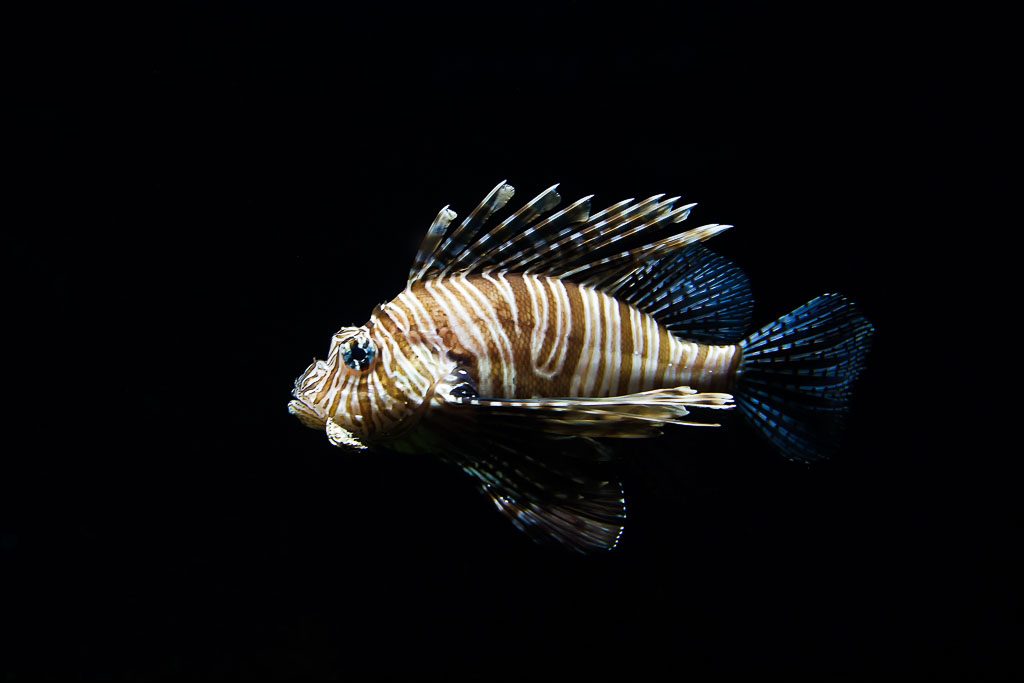 L is for lionfish and lobster